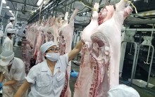 Ban An toàn thực phẩm TP HCM cấp giấy kiểm dịch cho lô 500 kg thịt heo bị dịch tả châu Phi… đúng quy trình
