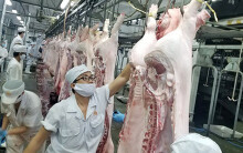 Giá heo hơi đầu tuần đã lên 100.000 đồng/kg, thịt heo tại siêu thị gần 300.000 đồng