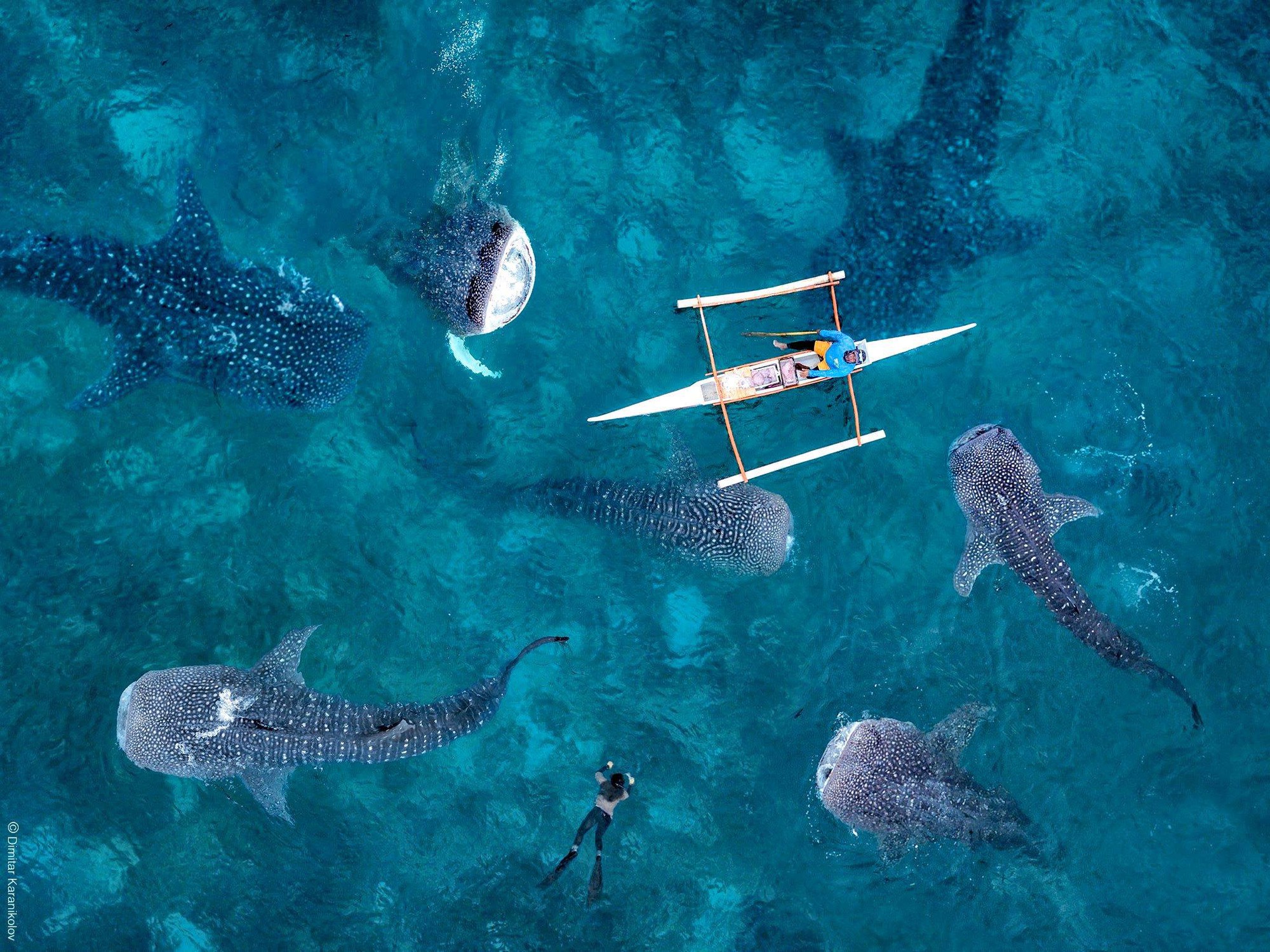 Tour whale shark mình đi là Oslob thuộc thành phố Cebu, một trong 3 tour cá mập ở Philippines,
