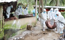 Thêm tỉnh Bến Tre công bố dịch tả heo châu Phi, cả nước còn lại Tây Ninh và Ninh Thuận vất vả phòng dịch