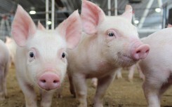 Giá heo hơi hôm nay 3/7: Lao dốc ở cả ba miền, chưa thể chặn được đà giảm