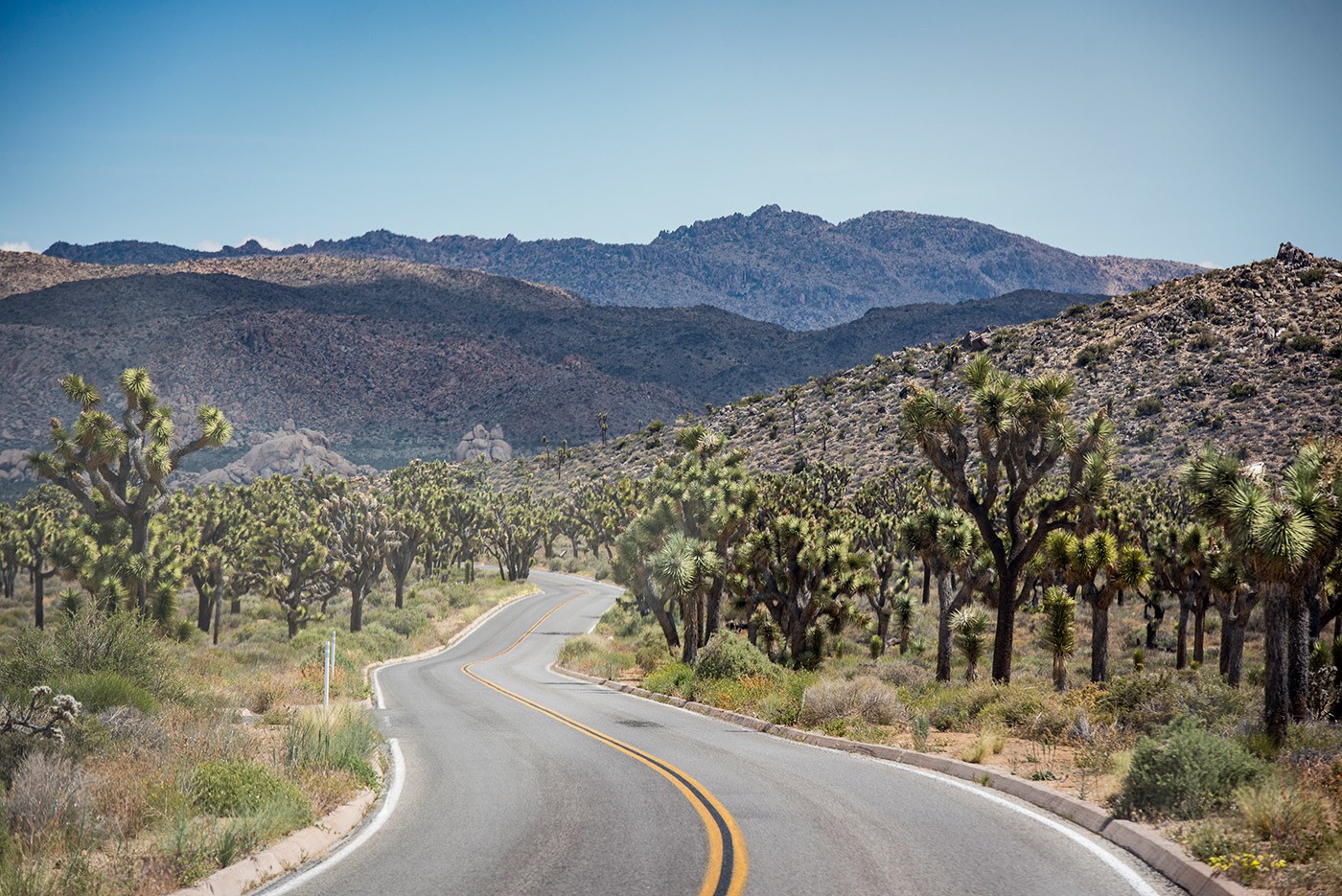 JoshuaTree_California_USA_DominicLoneragan_MeghanLoneragan_080516_0192_forweb_awol JoshuaTree_California_USA_DominicLoneragan_MeghanLoneragan_080516_0192_forweb_awol