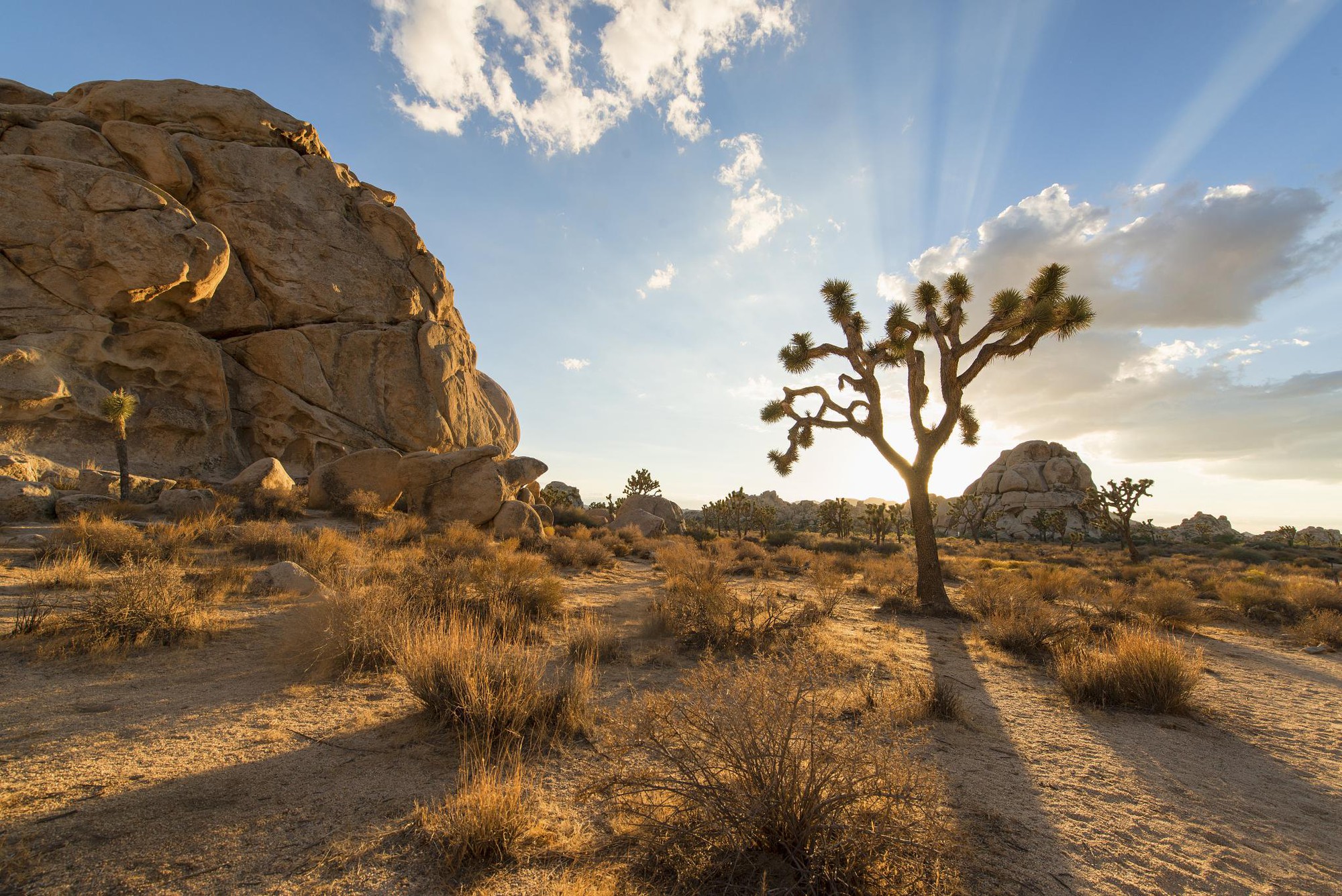 JOSHUA_TREE_NATIONAL_PARK_(15112433079) JOSHUA_TREE_NATIONAL_PARK_(15112433079)