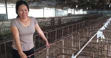 Ở 'thủ phủ' nuôi heo cả nước, người khóc người xỉu, kẻ liệt giường...
