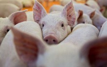 Giá heo hơi hôm nay 23/7: Miền Nam giá bất ngờ giảm sâu đến 5.000 đồng/kg