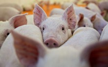 Dự báo giá heo hơi ngày 24/7: TP HCM tăng nhập khẩu thịt heo đông lạnh từ Mỹ và Brazil