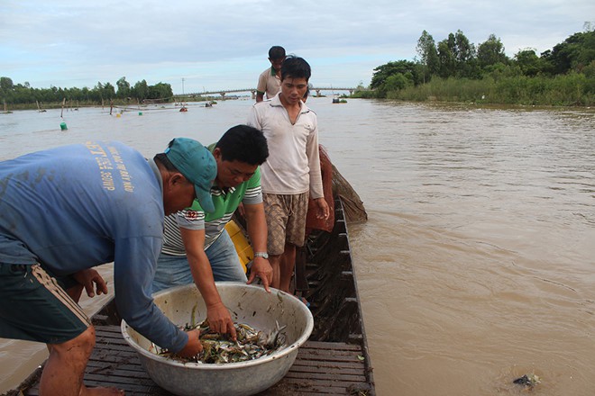 Sông Mê Kông 'trơ đáy', ĐBSCL lo hạn mặn khốc liệt: Sống chung với 'nước kém' - Ảnh 2. Sông Mê Kông 'trơ đáy', ĐBSCL lo hạn mặn khốc liệt: Sống chung với 'nước kém' - Ảnh 2.