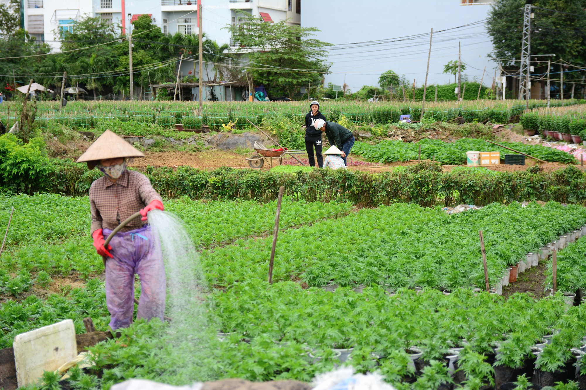qui hoach nong nghiep ung dung cong nghe cao da nang qui hoach nong nghiep ung dung cong nghe cao da nang