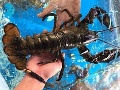 Tôm hùm Alaska về Việt Nam 170.000 đồng/kg, rẻ giật mình như tôm ngoài chợ