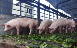 Giá heo hơi hôm nay 28/7: Thị trường chưa ổn định