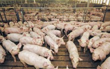 Giá heo hơi hôm nay 4/7: Miền Bắc chặn được đà giảm, đã có khu vực tăng giá