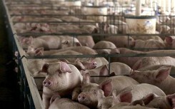 Giá heo hơi hôm nay 1/8: Miền Nam bất ngờ tăng 2.000 đồng/kg
