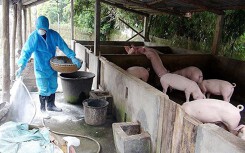 Dịch tả heo châu Phi lan rộng tại TP HCM, phát hiện thêm ổ dịch thứ 2