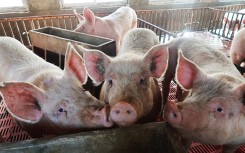 Giá heo hơi hôm nay 8/7: Giá giảm ở cả ba miền, miền Nam vẫn ở mức 26.000 đồng/kg