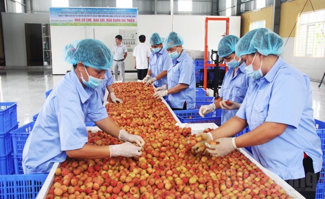 8,6 triệu hộ nông dân Việt lạc lối trên thị trường tỉ dân - Ảnh 2. 8,6 triệu hộ nông dân Việt lạc lối trên thị trường tỉ dân - Ảnh 2.
