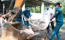 Cán bộ Thú y cấp giấy kiểm dịch ‘lụi’ cho lô heo nhiễm dịch tả châu Phi