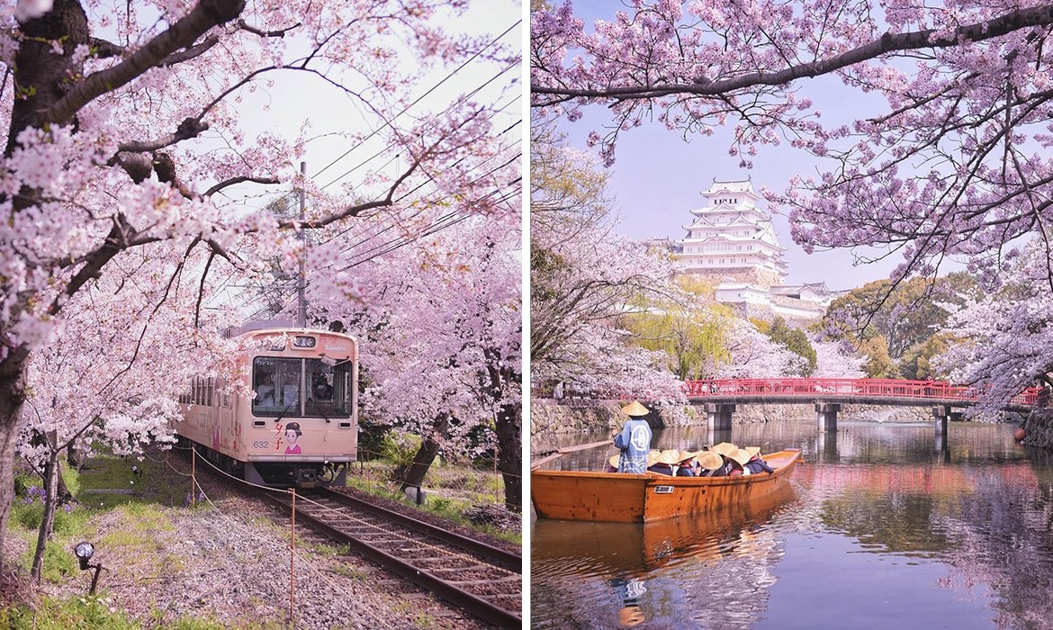 cherry-blossom-season-japan-koji-thumb-large