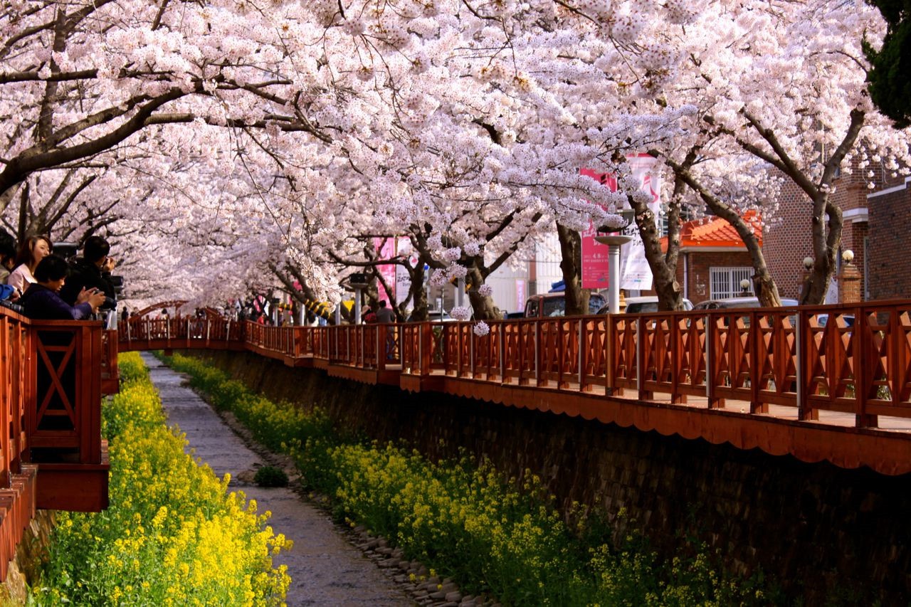 cherry_blogspot cherry_blogspot