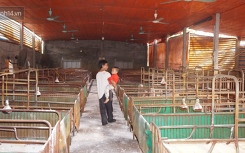 Chỉ chưa tròn 3 tháng, dịch tả heo châu Phi đã lây lan toàn bộ các tỉnh thành phía Nam