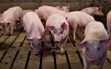 Dự báo giá heo hơi 10/7: Tây Ninh có giá thấp nhất nước, chỉ 25.000 đồng/kg