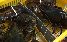 Thực hư tôm hùm Alaska chỉ có giá 170.000 đồng/kg