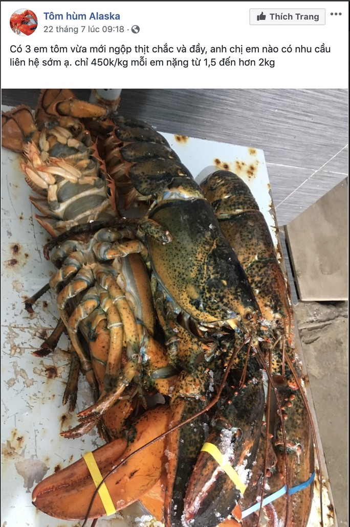 Thực hư tôm hùm Alaska có giá chỉ 170.000 đồng/kg - Ảnh 2. Thực hư tôm hùm Alaska có giá chỉ 170.000 đồng/kg - Ảnh 2.