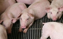 Giá heo hơi hôm nay 11/8: Sốt giá ở miền Bắc, tăng trở lại ở miền Nam
