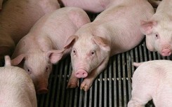 Giá heo hơi hôm nay 14/9: Miền Nam trầm lắng, giá heo hơi ở mức thấp, từ 37.000 đồng/kg
