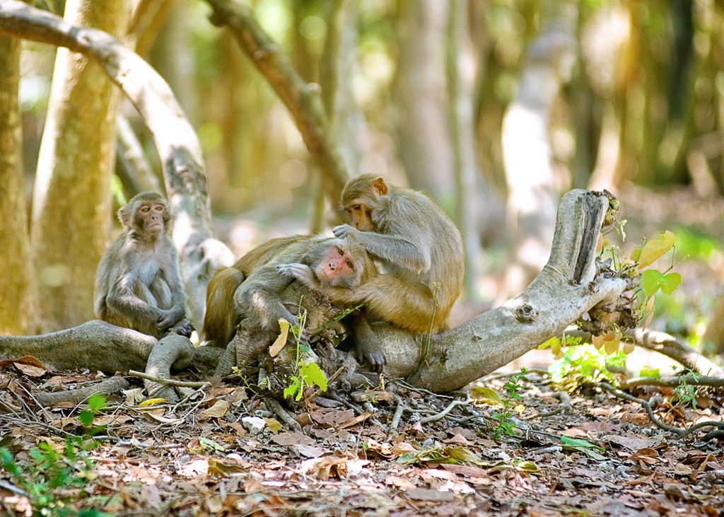 monkey-island-7 monkey-island-7