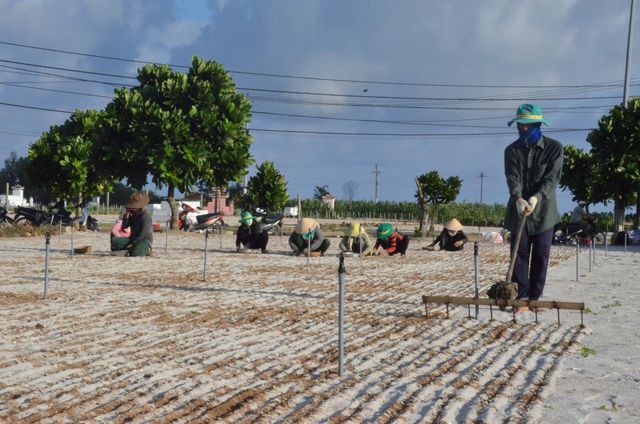 Đảo Lý Sơn: Đất nông nghiệp bị 'thổi giá' gấp 20 - 30 lần - Ảnh 1. Đảo Lý Sơn: Đất nông nghiệp bị 'thổi giá' gấp 20 - 30 lần - Ảnh 1.