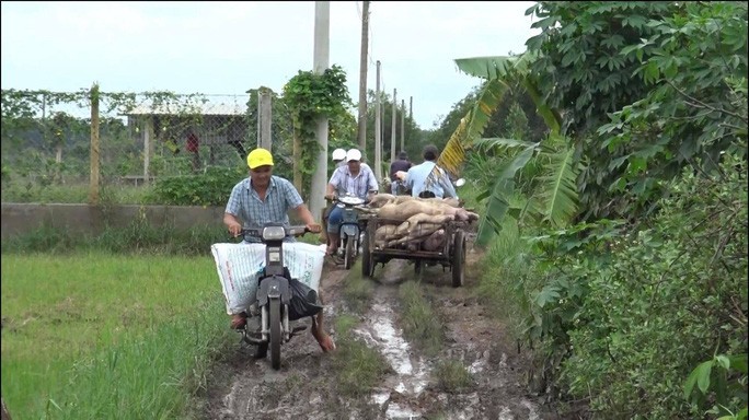 Cận cảnh hàng trăm con heo thối rửa vứt ở vùng ven TP HCM - Ảnh 4. Cận cảnh hàng trăm con heo thối rửa vứt ở vùng ven TP HCM - Ảnh 4.