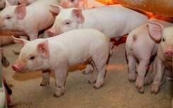 Giá heo hơi hôm nay 3/9: Miền Bắc tái lập đỉnh 50.000 đồng/kg