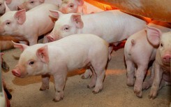 Giá heo hơi hôm nay 17/10: Hết lên đồng, giá quay đầu giảm từ 1.000– 2.000 đồng/kg