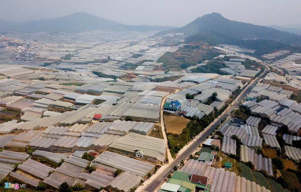 Nhà kính phủ trắng đồi khiến Đà Lạt thành sông - Ảnh 2. Nhà kính phủ trắng đồi khiến Đà Lạt thành sông - Ảnh 2.