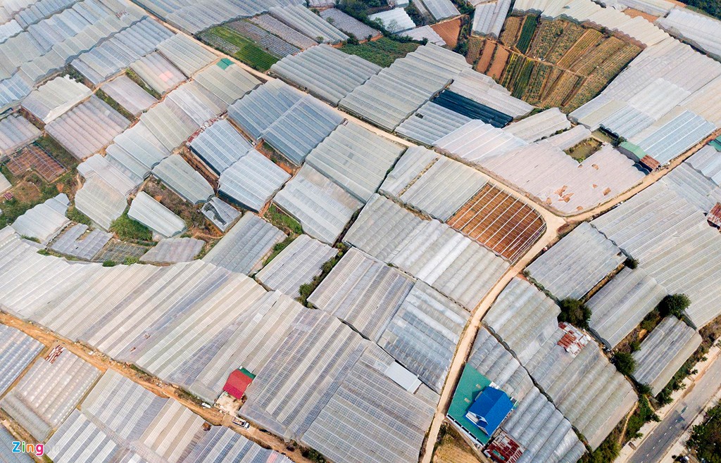 Nhà kính phủ trắng đồi khiến Đà Lạt thành sông - Ảnh 5. Nhà kính phủ trắng đồi khiến Đà Lạt thành sông - Ảnh 5.