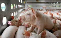Giá heo hơi hôm nay 19/1: Miền Nam rớt giá xuống 78.000 đồng/kg