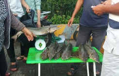 Dân TP HCM đổ xô mua cá tầm 100.000 đồng/kg ủng hộ người nuôi cá vùng lũ