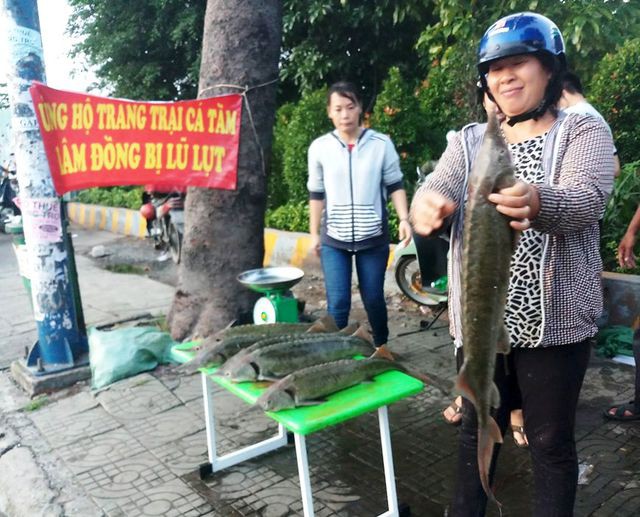 Dân TP HCM đổ xô mua cá tầm 100.000 đồng/kg ủng hộ người nuôi cá vùng lũ - Ảnh 1. Dân TP HCM đổ xô mua cá tầm 100.000 đồng/kg ủng hộ người nuôi cá vùng lũ - Ảnh 1.