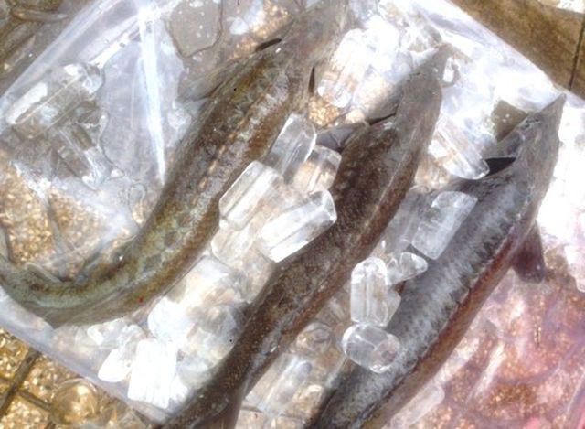 Dân TP HCM đổ xô mua cá tầm 100.000 đồng/kg ủng hộ người nuôi cá vùng lũ - Ảnh 3. Dân TP HCM đổ xô mua cá tầm 100.000 đồng/kg ủng hộ người nuôi cá vùng lũ - Ảnh 3.