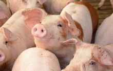 Giá heo hơi hôm nay 14/8: Tiếp tục sốt giá cao, có nơi lên 55.000 đồng/kg