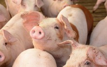 Giá heo hơi hôm nay 14/10: Đạt kỉ lục mới 68.000 đồng/kg