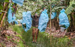Trang trại chuối thu hoạch bằng dây cáp