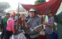 Cá tầm Lâm Đồng 'chạy lũ' giá rẻ như cho, người Sài Gòn chen chân giải cứu