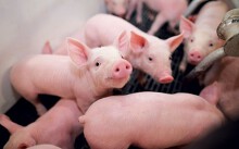 Giá heo hơi hôm nay 16/8: Tiếp tục duy trì mức giá 50.000-55.000 đồng/kg ở miền Bắc