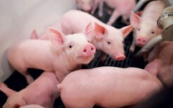 Giá heo hơi hôm nay 16/8: Tiếp tục duy trì mức giá 50.000-55.000 đồng/kg ở miền Bắc
