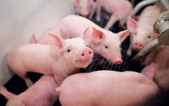Giá heo hơi hôm nay 30/9: Miền Nam bất ngờ giảm giá ở nhiều nơi