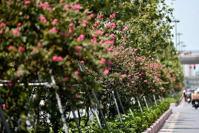 Con đường hoa tường vi nở hồng lãng mạn ở Hà Nội - Ảnh 3. Con đường hoa tường vi nở hồng lãng mạn ở Hà Nội - Ảnh 3.