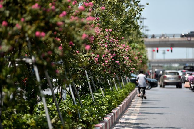 Con đường hoa tường vi nở hồng lãng mạn ở Hà Nội - Ảnh 6. Con đường hoa tường vi nở hồng lãng mạn ở Hà Nội - Ảnh 6.