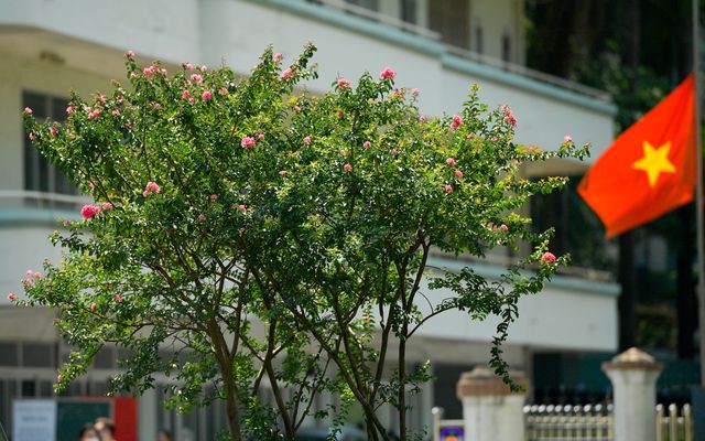 Con đường hoa tường vi nở hồng lãng mạn ở Hà Nội - Ảnh 9. Con đường hoa tường vi nở hồng lãng mạn ở Hà Nội - Ảnh 9.