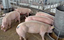 Dự báo giá heo hơi ngày 17/8: Mỗi ngày tỉnh Sóc Trăng tiêu hủy ít nhất hơn 500 con heo bị dịch tả heo châu Phi